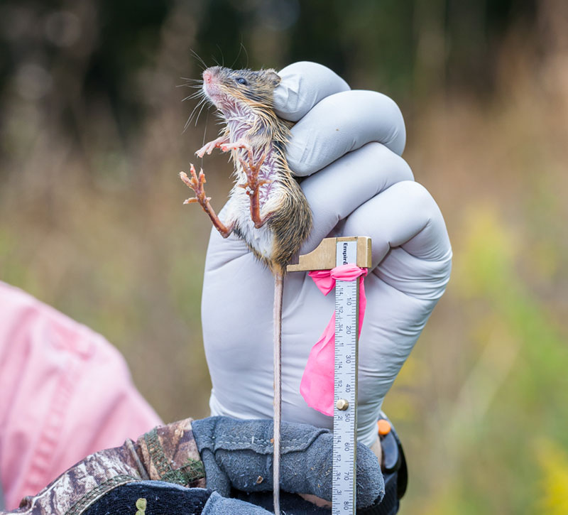 Meadow-Jumping-Mouse in the hands of a biologist
