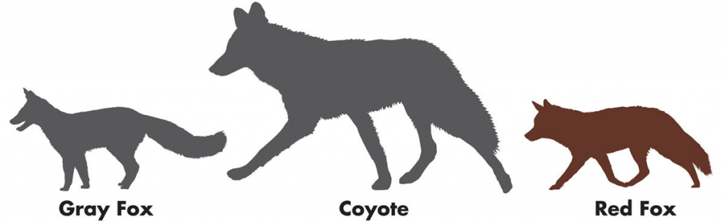 Outdoor Illinois Wildlife Journal