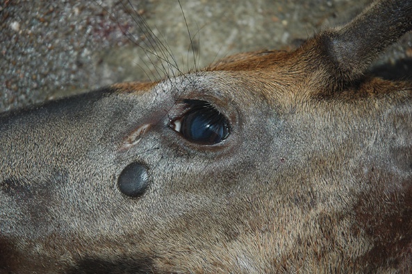 The dark, circular tumor near the deer’s eye was caused by Cutaneous Fibroma.