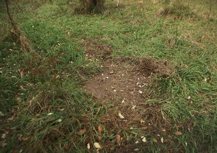 Deer will use their hooves to pull away vegetation leaving a bare patch on the ground called a scrape.