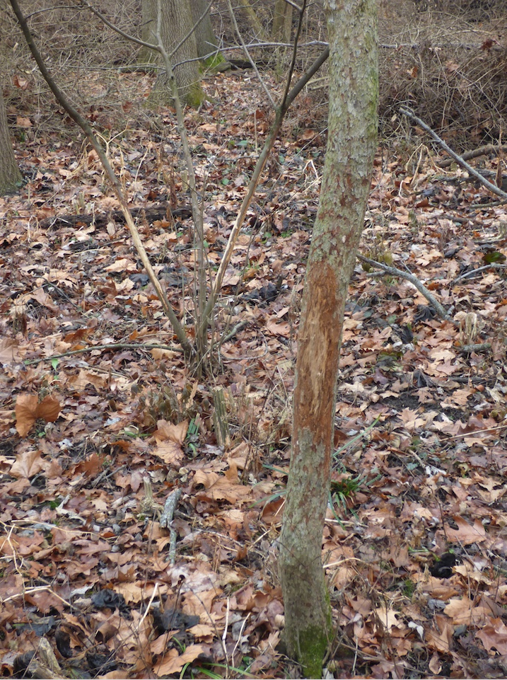 Deer will often rub their antlers on trees which can shred the bark.