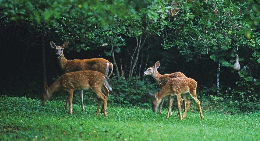 While twin fawns are common, deer sometimes have three or even four fawns per litter. Here a female deer is standing with her three fawns.