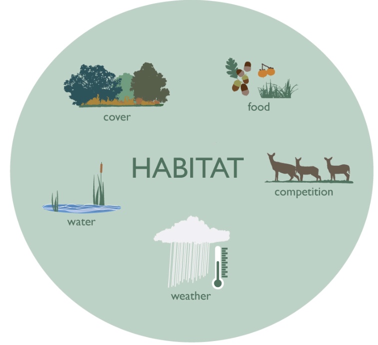 Deer habitat includes many factors such as food, water, shelter, weather, and competition.
