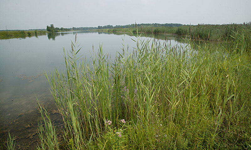 A wetland or pond surrounded by grasses and vegetation.