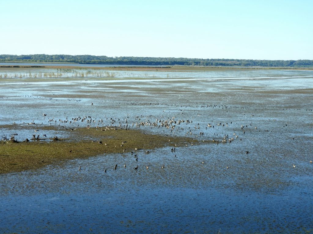 A wetland with a large group of waterfowl.