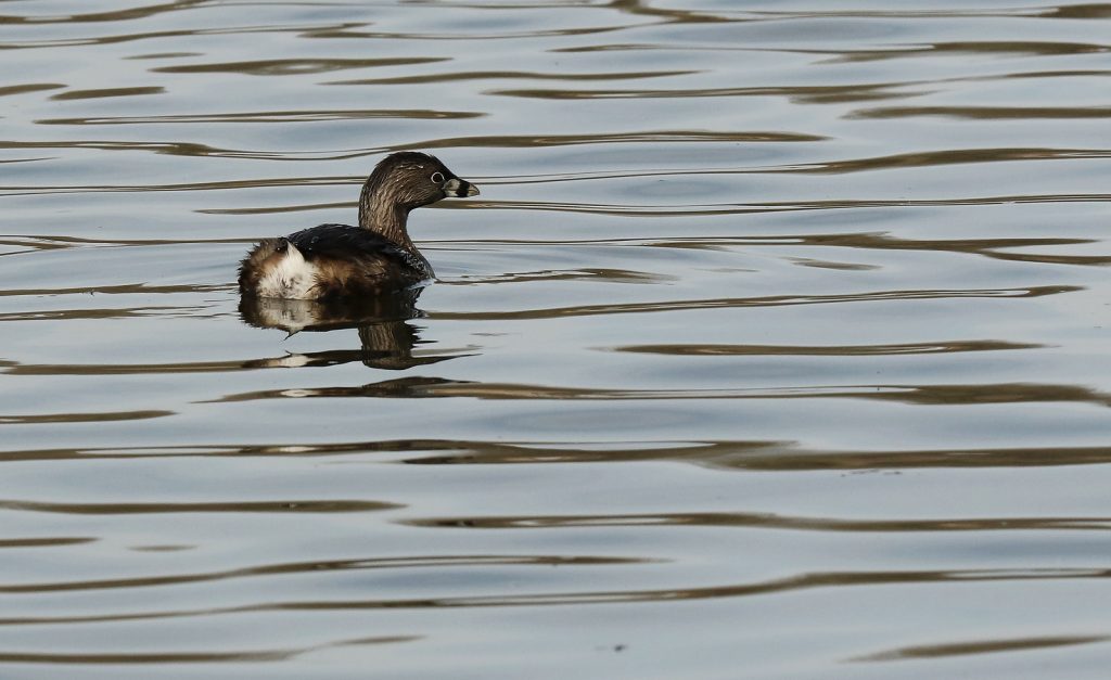 A brownish gray wetland bird, pied-billed grebe, swimming on water.