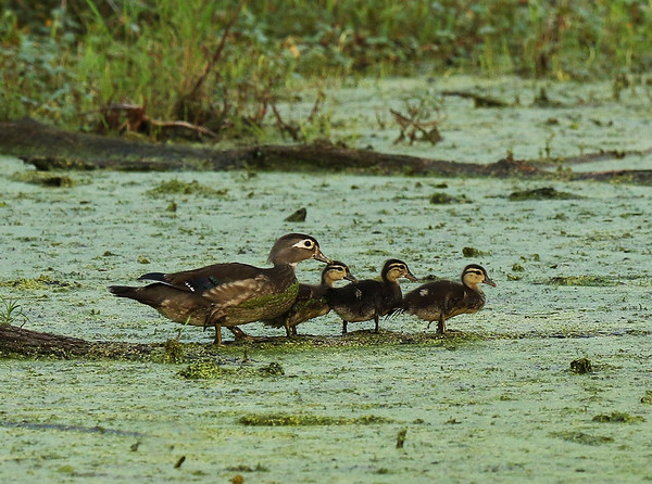A hen wood duck with three ducklings on the shore of a wetland.