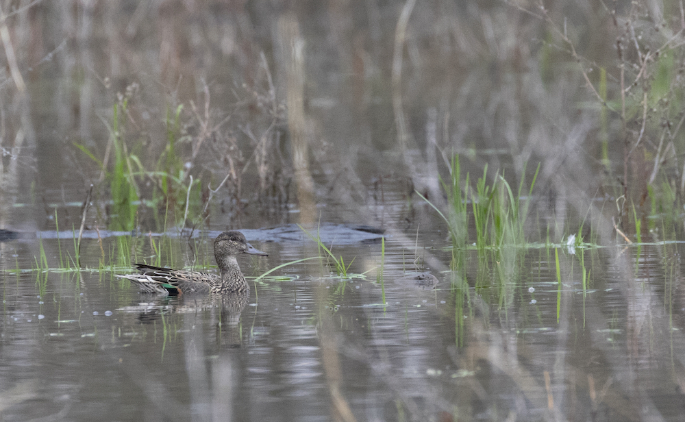 A small brownish green-winged teal female duck swims amongst vegetation in a wetland.