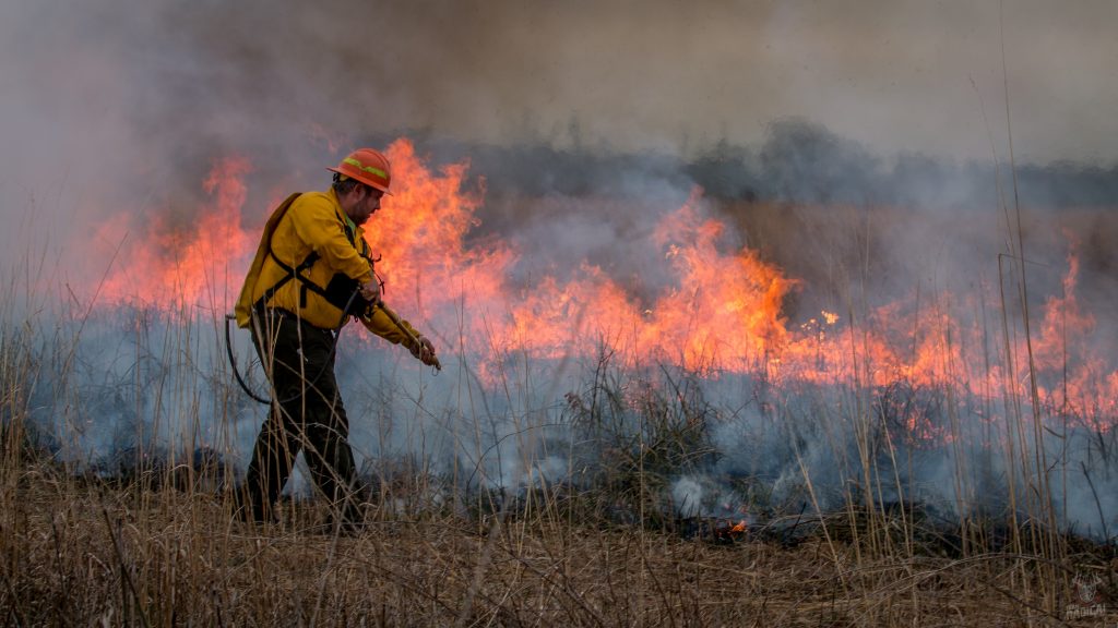 A biologist conducts a prescribed burn. He is wearing an orange hard hat, yellow fire-retardant gear, and a water sprayer backpack. He is walking in a prairie putting fire out with his sprayer along the backfire edge. There is a line of fire in the background.