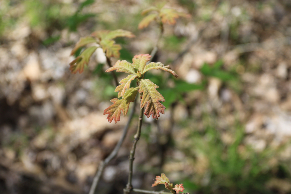 Oak tree saplings with small velvet like leaves.