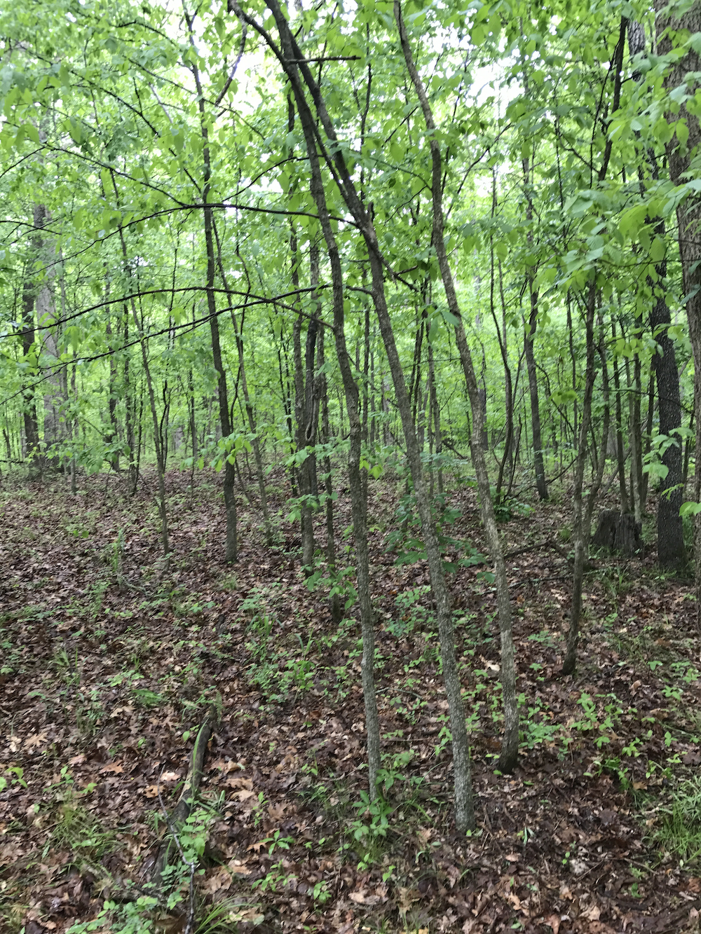 A woodland in the summer with lots of saplings or young trees.
