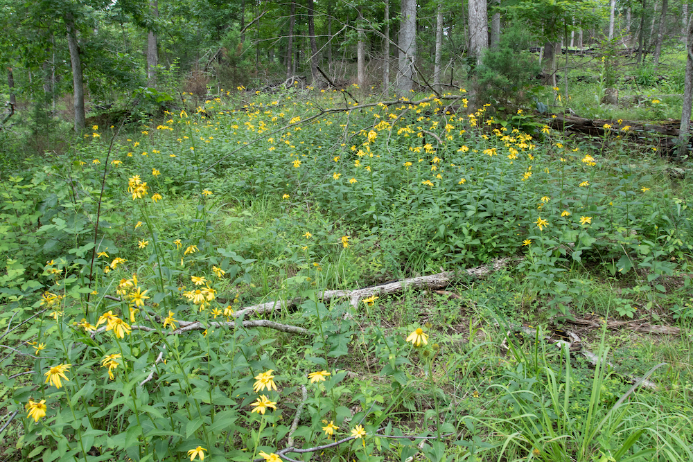 Yellow wild flowers in a woodland clearing.
