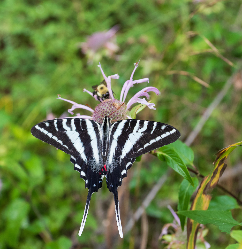 A bumble bee and a striped swallowtail butterfly drink nectar from a purple wild flower.