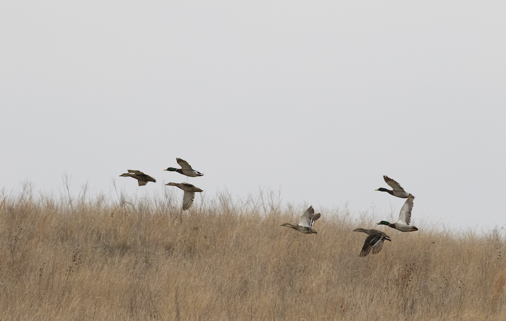 A small flock of mallard ducks with males and females in flight with a grassy hill in the background.