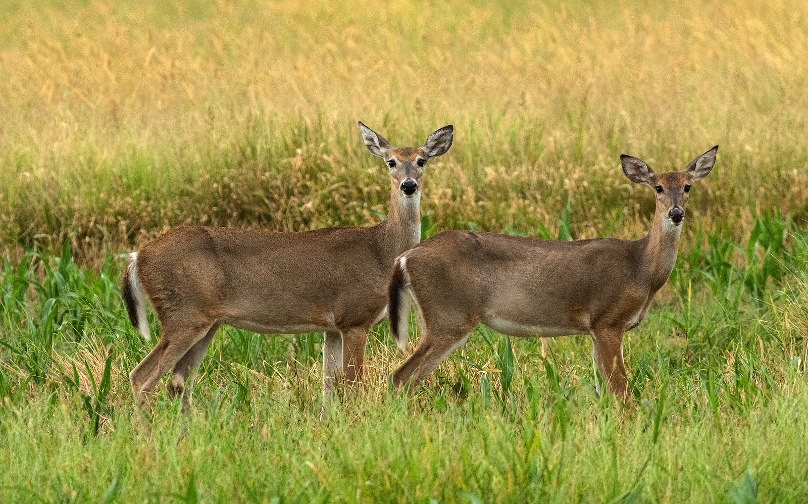 Outdoor Illinois Wildlife Journal