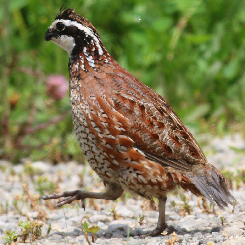 A male bobwhite quail walking along the edge of a gravel road.