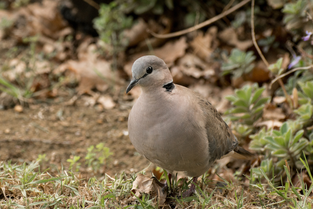A gray collared dove walking on the ground surrounded by vegetation.