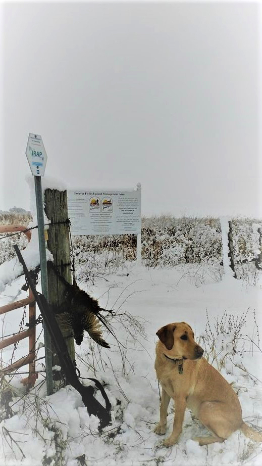 A hunting dog stands next to a fence post with harvested pheasants hanging from the fence. A snowing prairie is in the background.