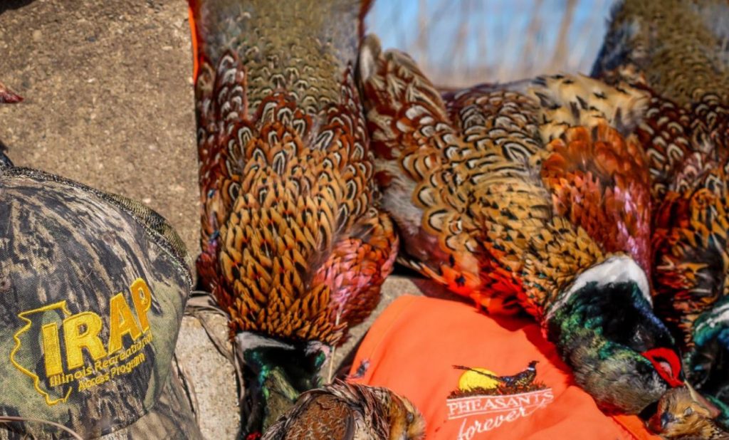 A close-up photo of with a hunting cap and blaze orange vest next to harvested male pheasants.