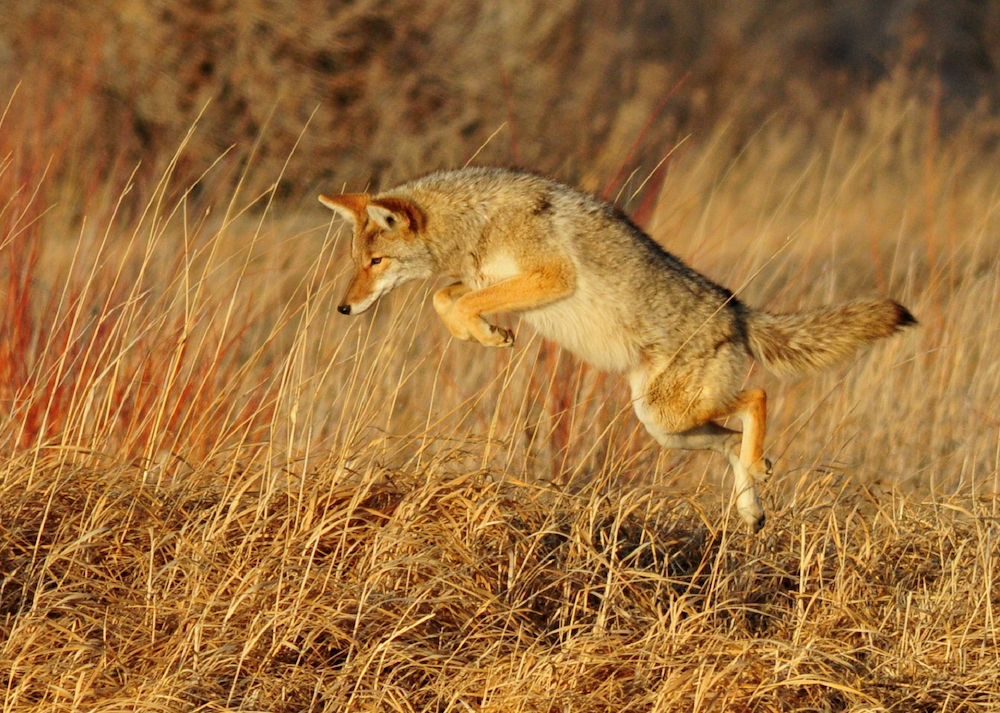 Coyote pouncing on prey in a grassland.