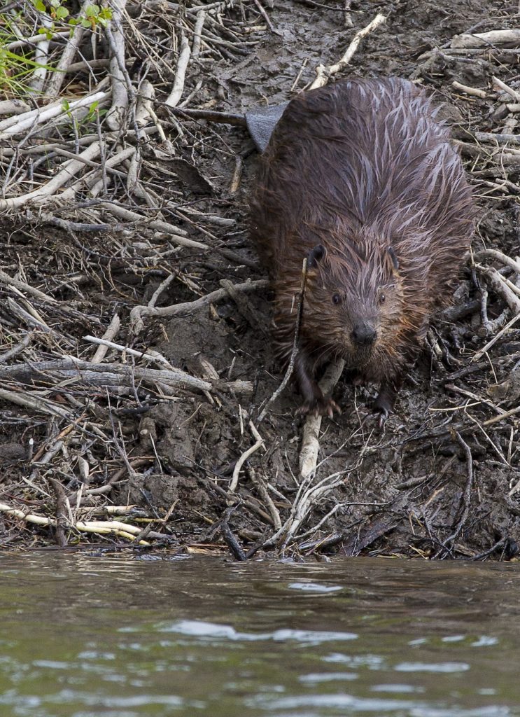 A beaver on a muddy bank of a wetland next to the water.