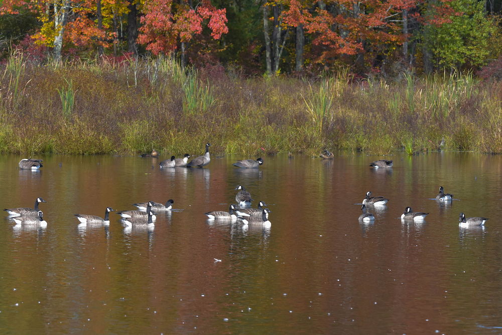 A group of Canada geese swimming on a pond near the bank with trees in the background.
