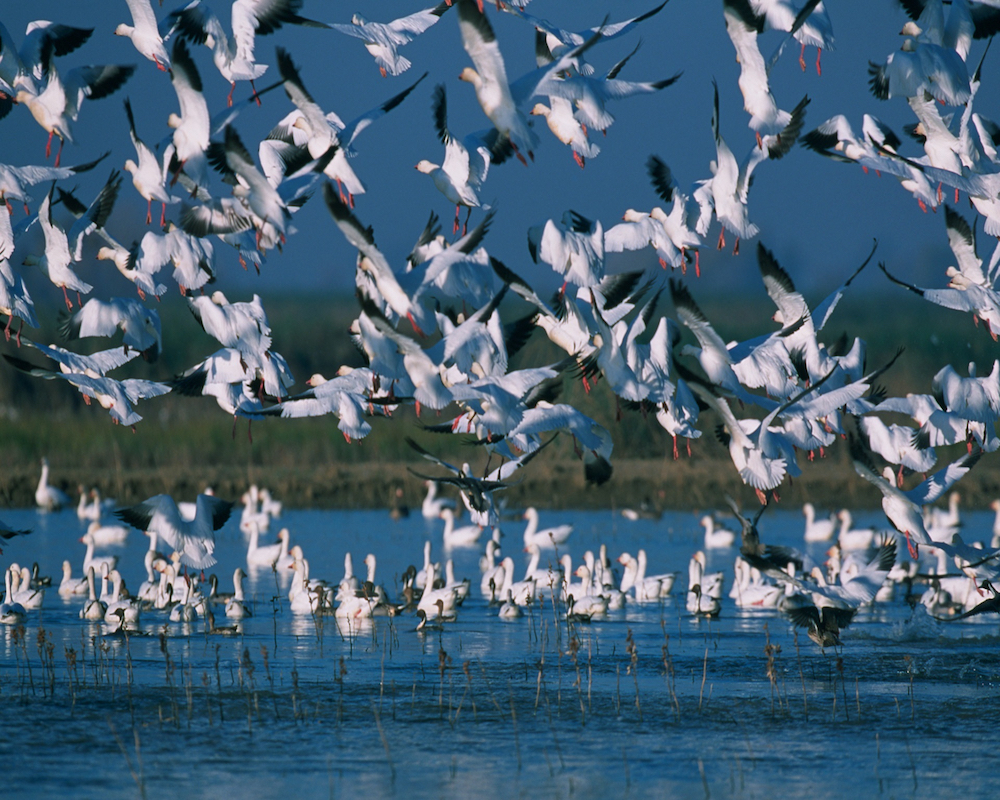 A flock of snow geese landing on a wetland.