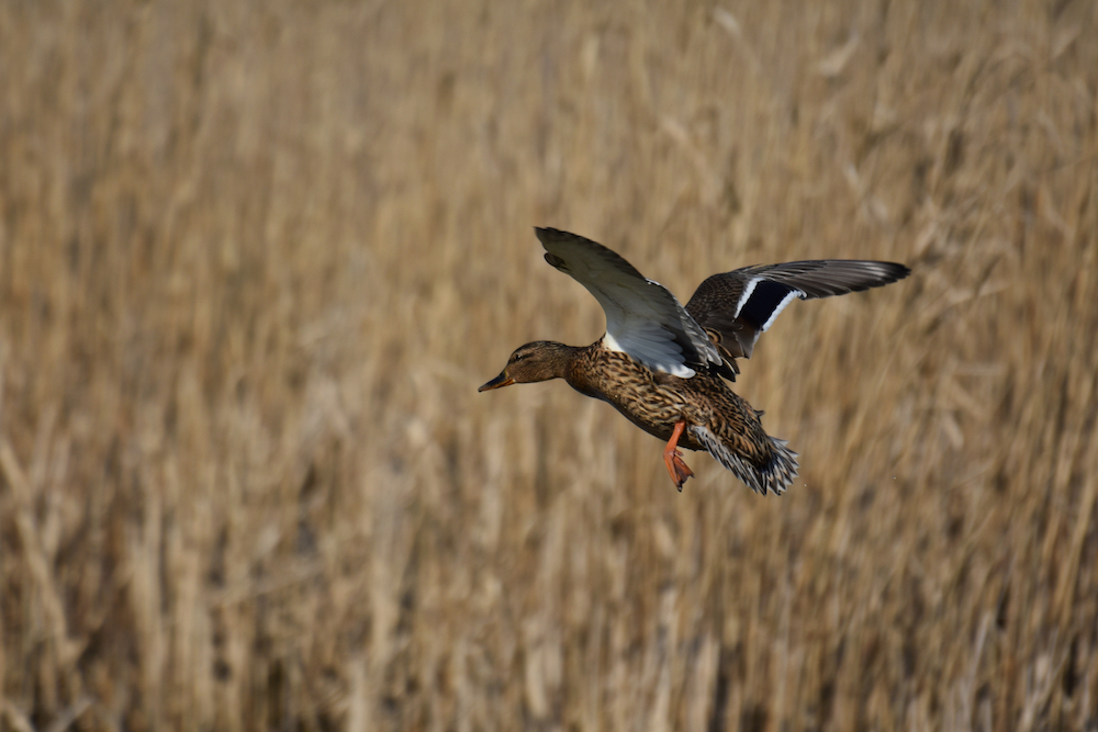 A female mallard duck in flight.
