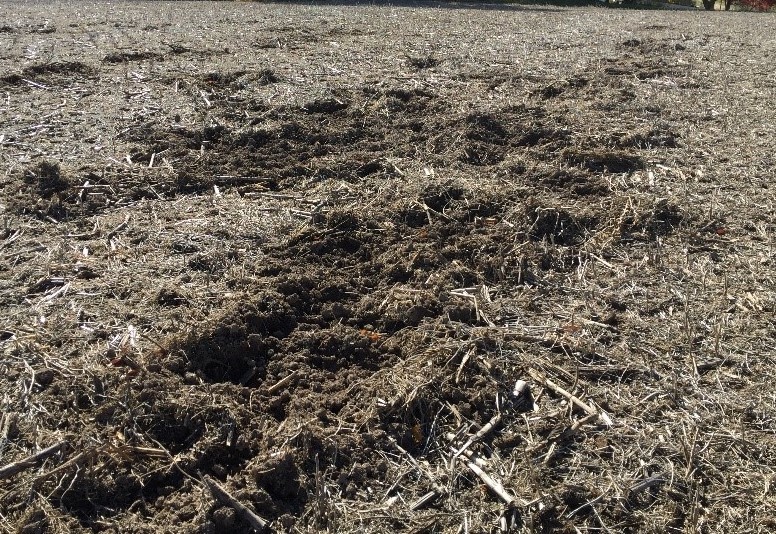 Damage in an agricultural field caused by rooting feral hogs.