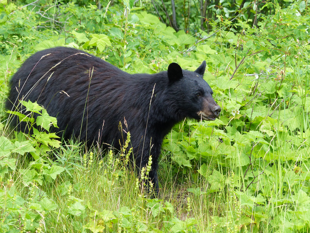 A black bear walking through a brushy meadow in springtime.