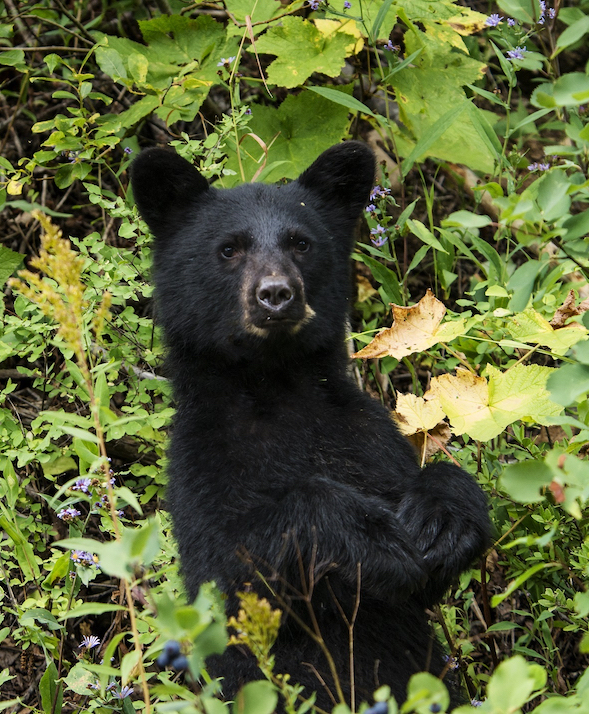 A young black bear standing on its hind legs while peering through some bushes.