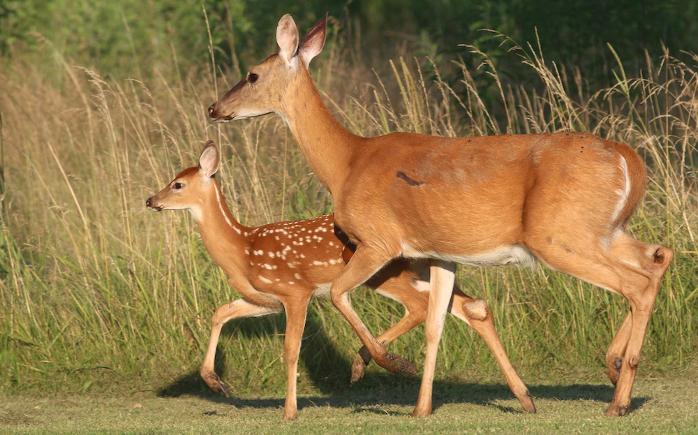 A doe white-tailed deer with her fawn walking across a grassy area.