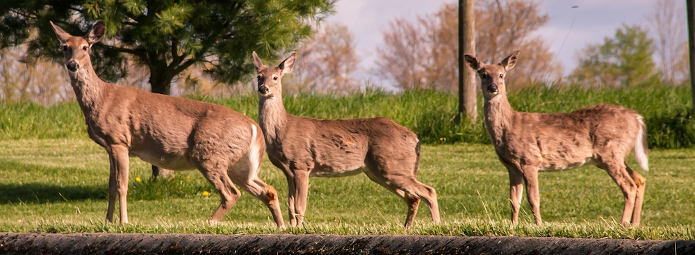 Three doe white-tailed deer next to a curb.