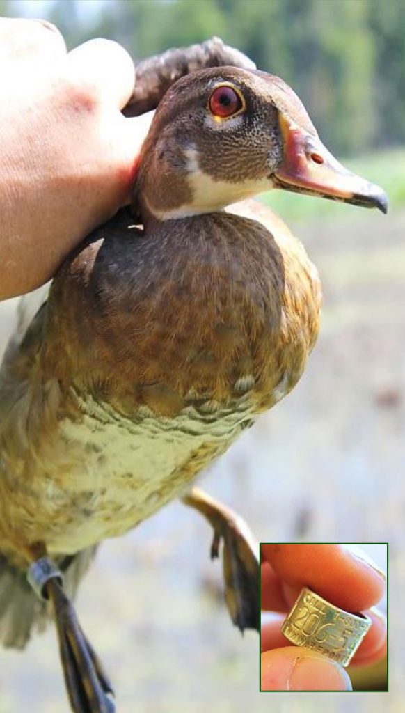 A female wood duck with a band on one leg being held by a biologist. A overlaying photo in the bottom right is a close up of a metal band that biologists place around a wood duck's leg.