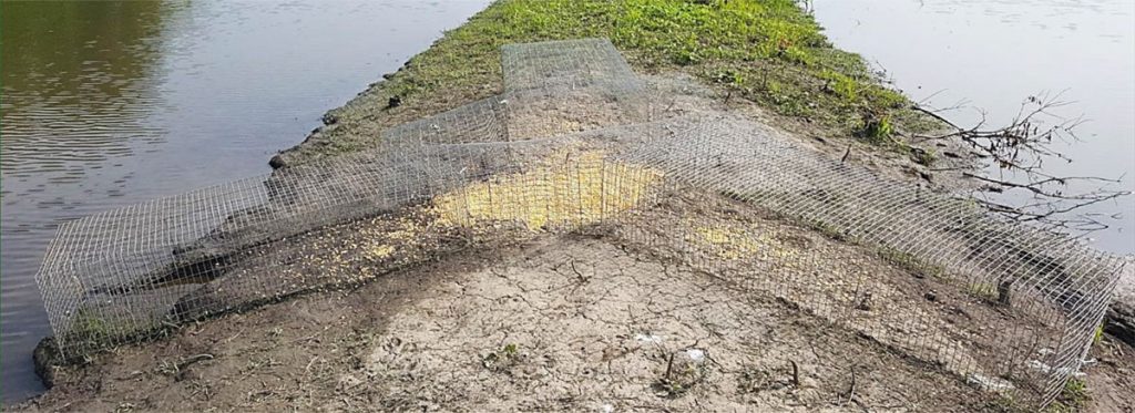A trap used to capture wood ducks baited on the shore of a wetland.