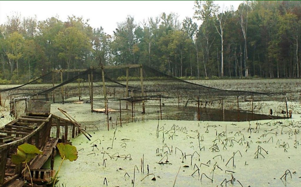 A trap for capturing wood ducks is baited and placed in a wetland. Trees are in the background.