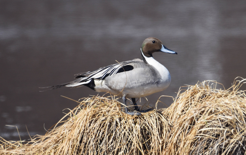 A gray and brown pintail duck standing on vegetation on a wetland.