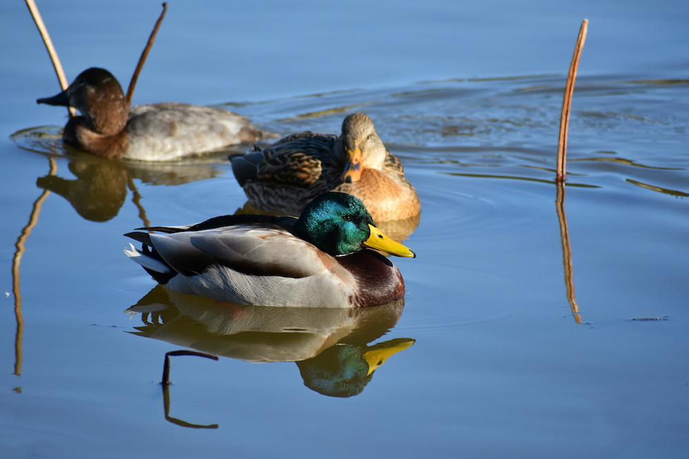 A group of three ducks on a wetland.