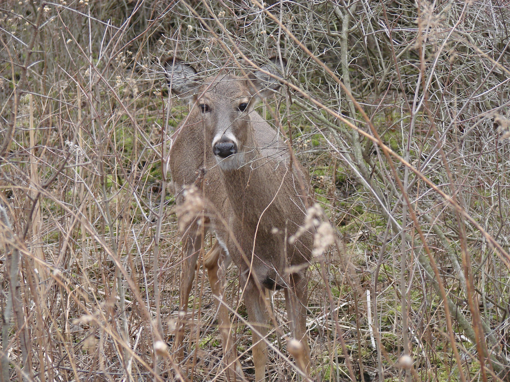 A female deer is standing among vegetation.