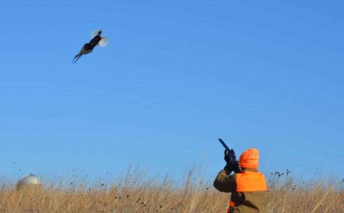 A hunter wearing blaze orange aims her shotgun at a pheasant in flight. Reddish-tan prairie grasses and a blue sky are in the background.