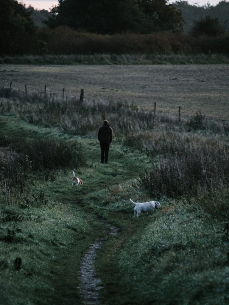 A person walking in a field with two dogs trailing behind without a lease.