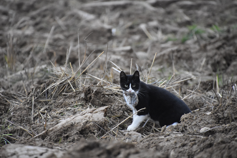 A black and white cat with a small rodent in its mouth.