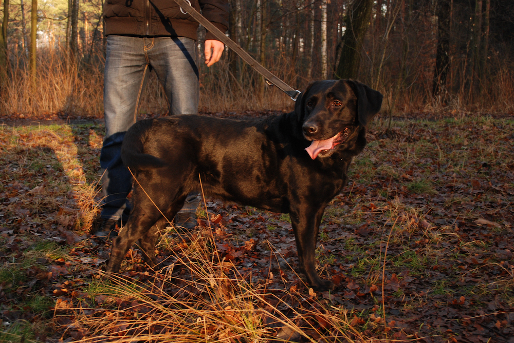 A black Labrador dog on a lease with a person standing behind. A woodland is in the background.