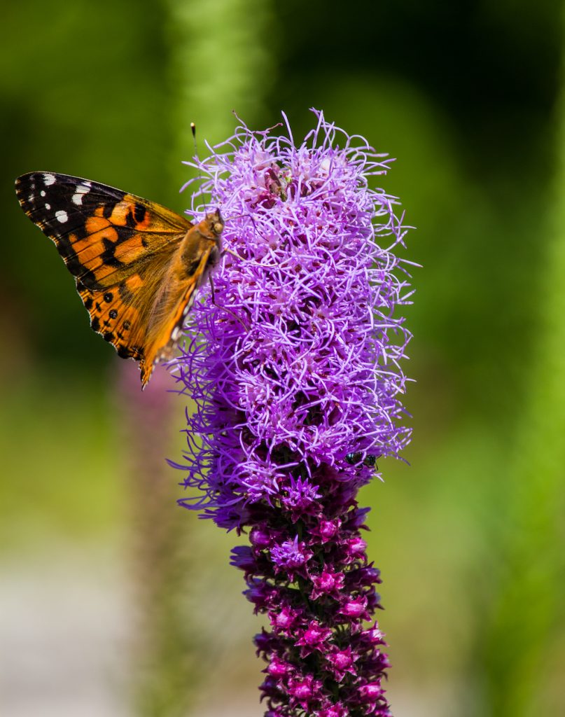 A butterfly feeding on a purple prairie flower.