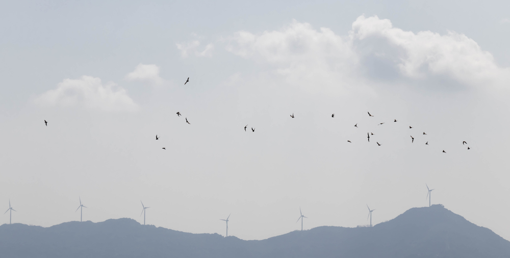 A flock of birds in flight with wind turbines in the background.