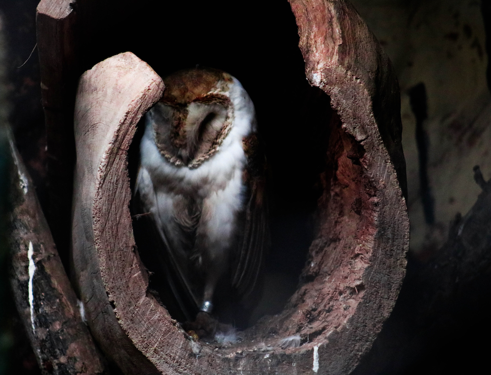 A barn owl resting in the cavity of a dead tree.