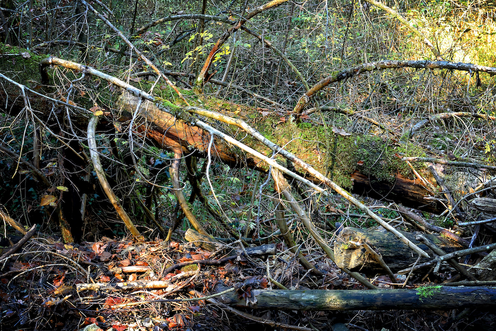A bunch of fallen logs in a forest.