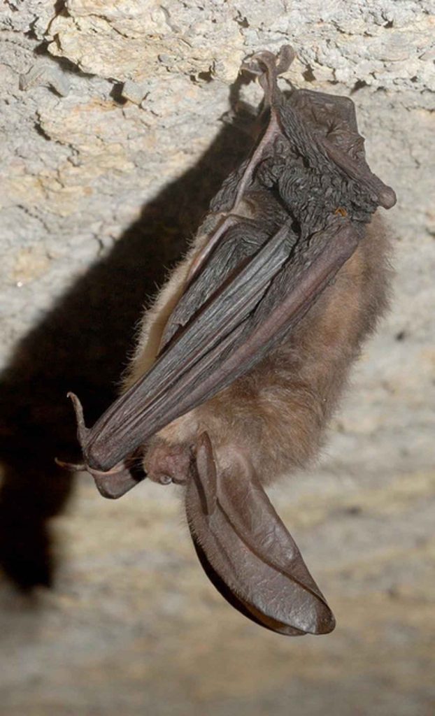 A small brown bat with large ears hanging from the stone ceiling of a cave.