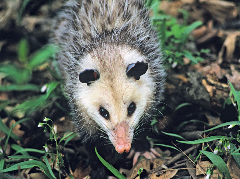 A close up of an opossum's face with dark eyes, pink nose, and gray rounded ears.