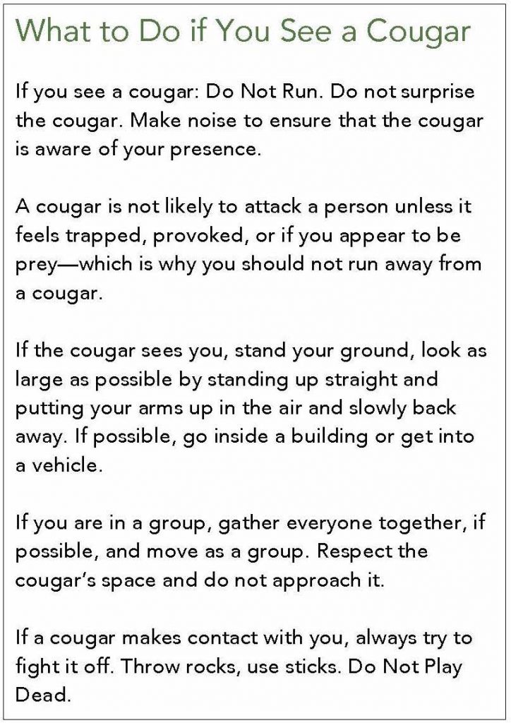 A text box with information regarding what to do if you see a cougar.